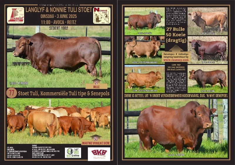 Tuli Cattle Auction - June 3, 2025