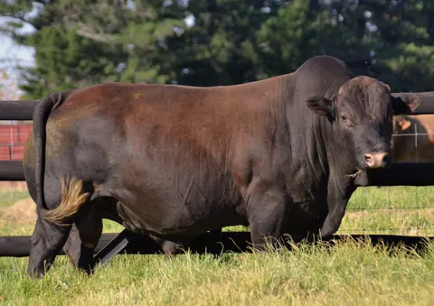 Tuli bull representing Rau Easy Farming auction records