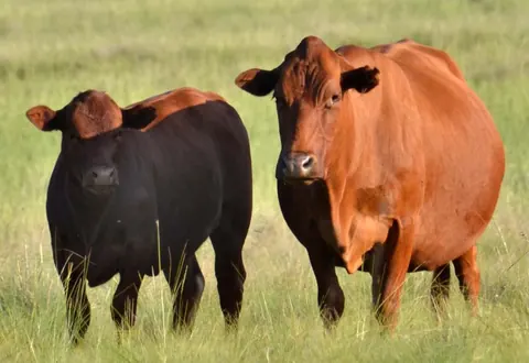 Rau Easy Farming Tuli cattle